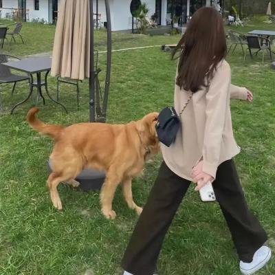 凝视者